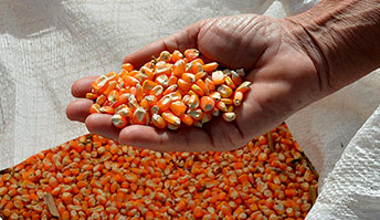 Como potencializar o desempenho das sementes de milho