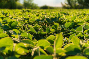 adjuvantes agrícolas na plantação