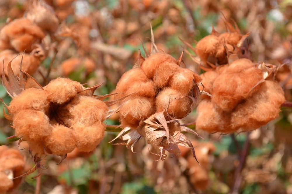 Plantação de algodão no Brasil