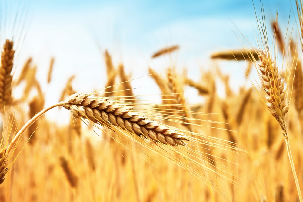 plantação com tratamento semente de trigo