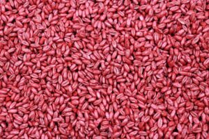 tratamento semente de trigo