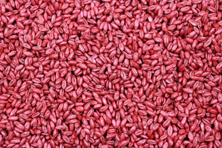 Tratamento semente de trigo: saiba como proteger sua lavoura desde o início