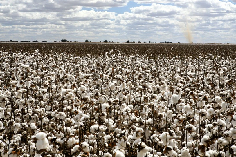 Cultivo de sementes de algodão