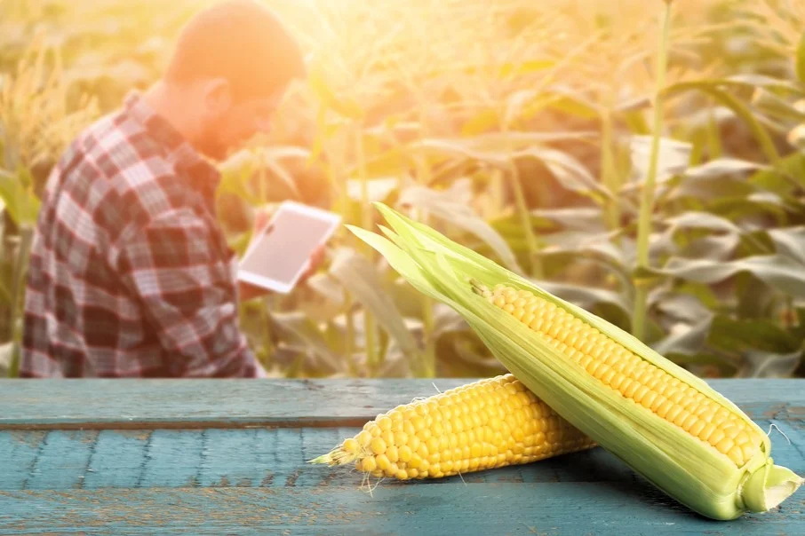 Plantação de milho