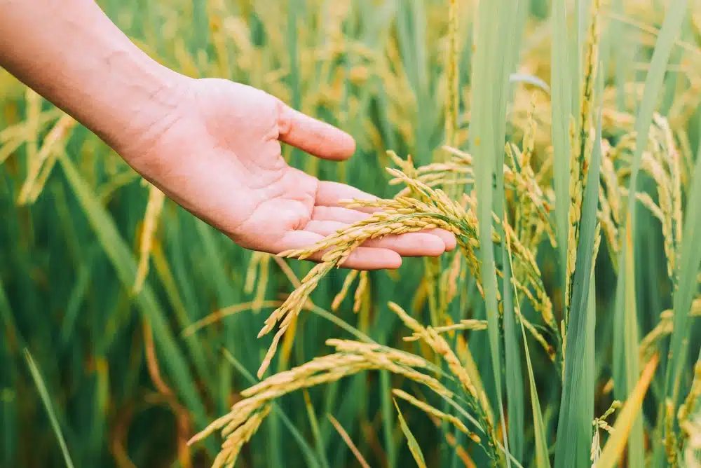 How is rice planted?