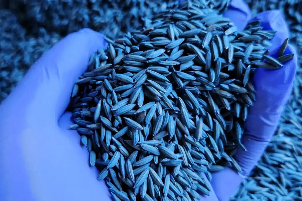 Rice cultivation