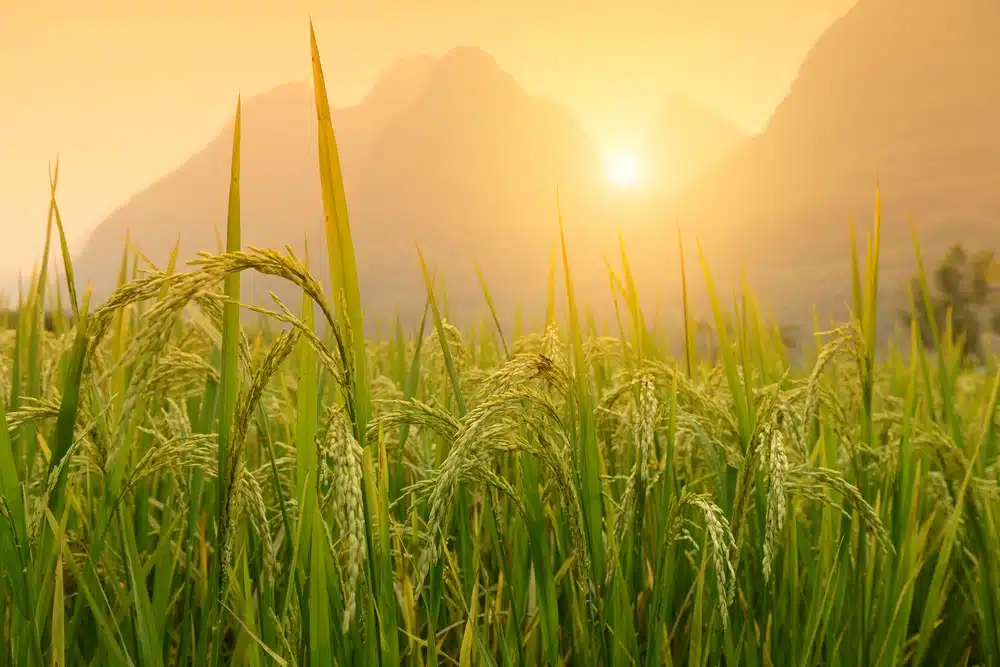 Rice planting in water