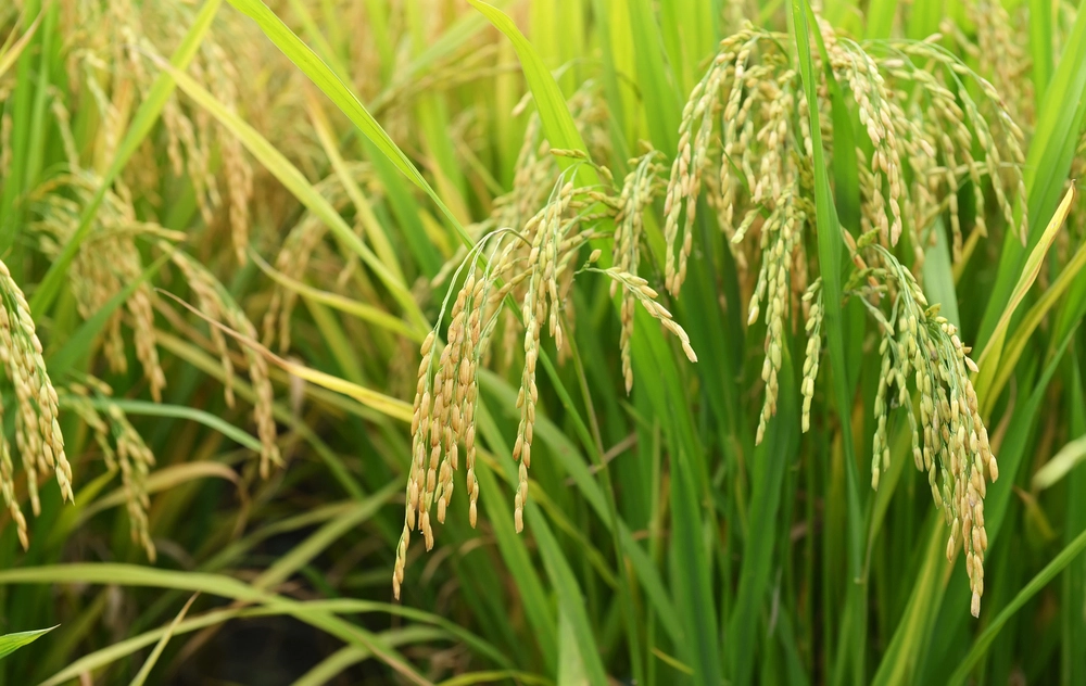 Plantação de arroz no Brasil