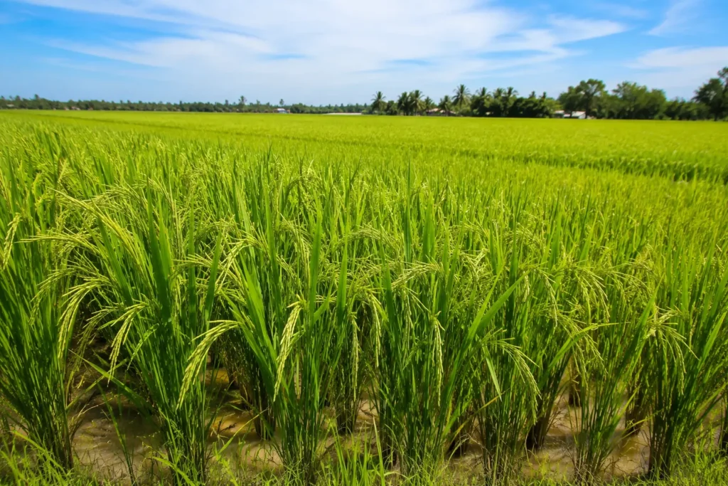 o que é plantabilidade no arroz