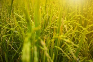 plantação de arroz