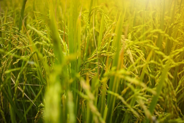 Plantação de arroz: etapas, sistemas e cuidados essenciais