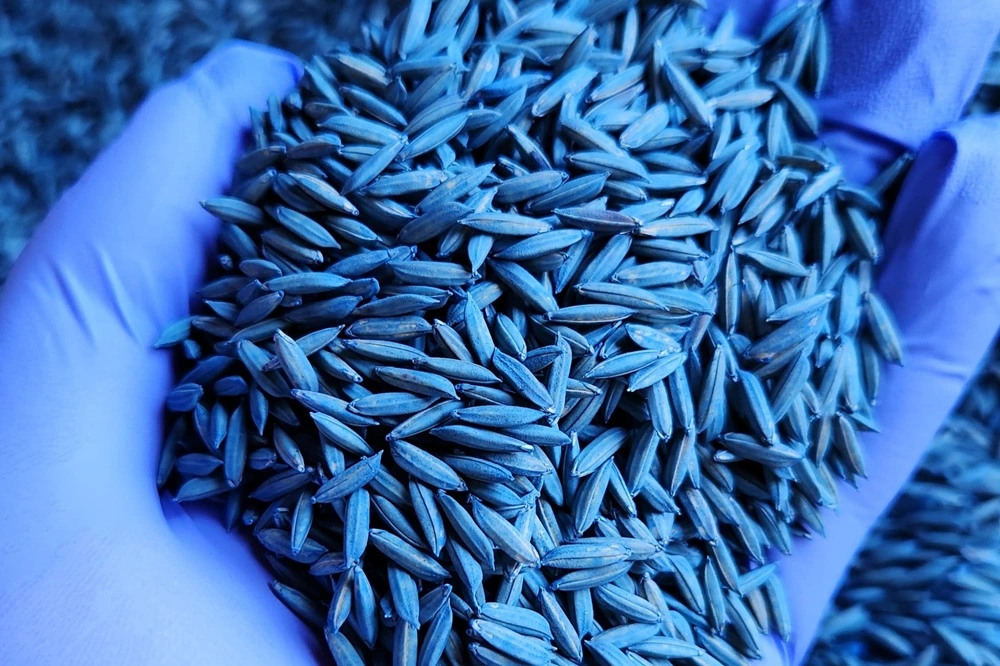 plantação de arroz colheita