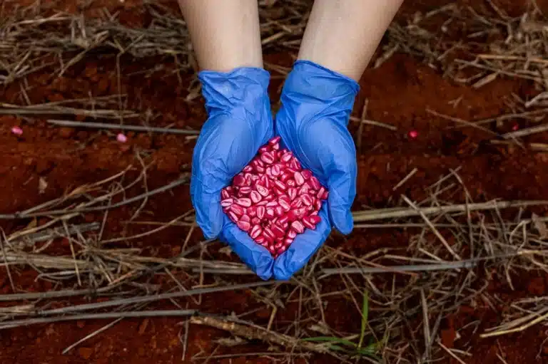 Cultivo de milho: manual para plantar com eficiência 