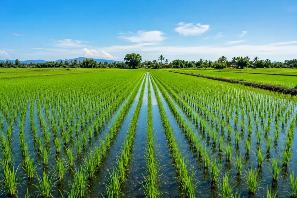 como é o processo do cultivo do arroz