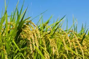 cultivo de arroz no Brasil