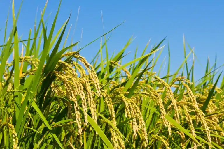 Cultivo de arroz: manual atualizado para iniciar bem
